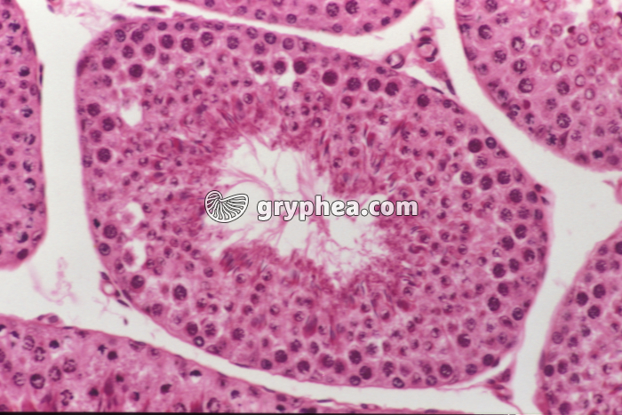 Testicule Rat x100 - gryphea.com